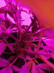 IMG_20200428_214314.jpg