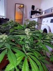 IMG_20200430_182745