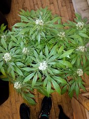 IMG_20200430_182810