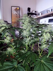 IMG_20200430_182949