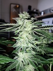 IMG_20200430_182956