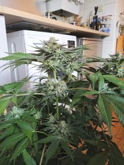 IMG_20200430_183233