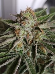 IMG_20200430_183256