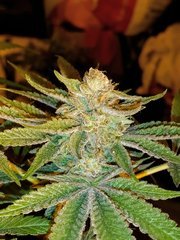 IMG_20200430_194557