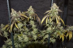 Kosher Sorbet FLO+70 CUT :)