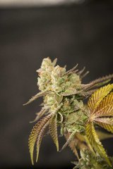 Kosher Sorbet FLO+70 CUT :)