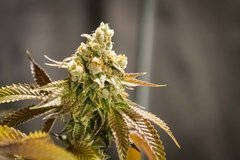 Kosher Sorbet FLO+70 CUT :)