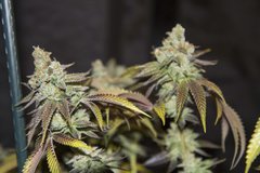 Kosher Sorbet FLO+70 CUT :)