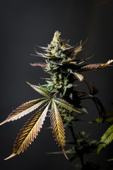 Gorilla Zkittlez FLO+69 Cut