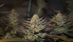 Gorilla Zkittlez FLO+69 Cut