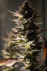 Gorilla Zkittlez FLO+69 Cut