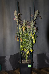 Gorilla Zkittlez FLO+69 Cut