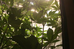 IMG_3411.JPG