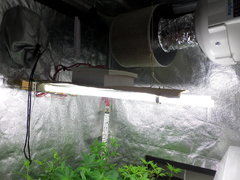 rajout 2x55w TN