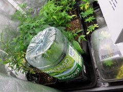 test bouturage