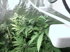 grandmas ghost #A Bcsc