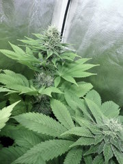 Sour ' kush usc