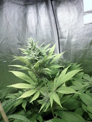 tangie cookies Bcsc