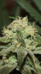 London Cheese 5 semaines flo 7 de 12/12.