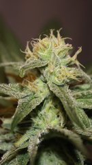 London Cheese 5 semaines flo 7 de 12/12