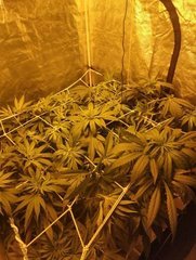 Scrog.JPG
