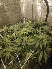Scrog2.JPG