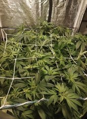 Scrog3.JPG