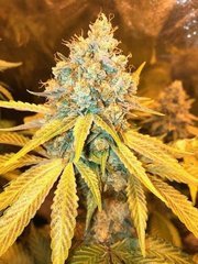 03 Alien OG