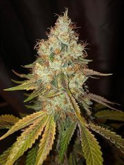 04 Alien OG