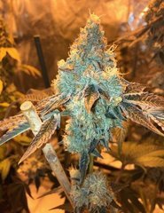 10 Wedding Cake