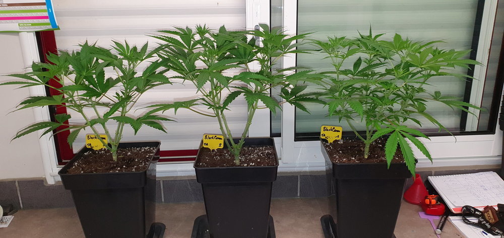 weed-420-2-143.thumb.jpg.f5a5dbdf306fabb6a94b6254c54cbf92.jpg