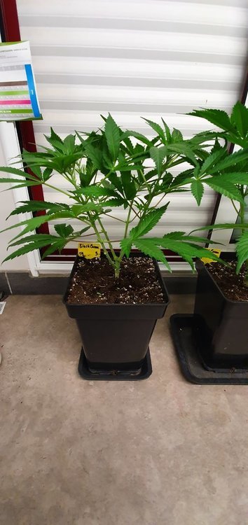 weed-420-2-144.thumb.jpg.c18bf8951daecb34e883456a8f3afea2.jpg