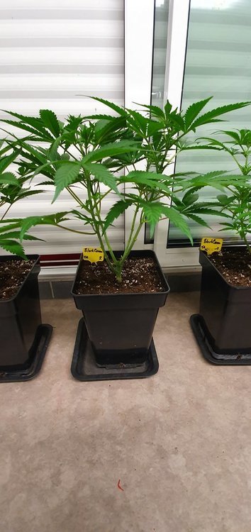 weed-420-2-145.thumb.jpg.77c30a2f466d4cf26665166a8e19a6ac.jpg
