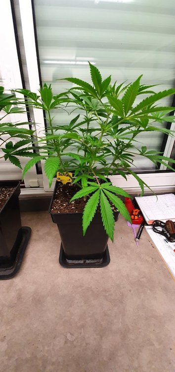 weed-420-2-146.thumb.jpg.95b8c386aed0beada728424cece08fab.jpg