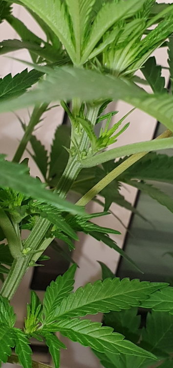 weed-420-2-147.thumb.jpg.1898051964d960a7198dd3d9677a0e99.jpg