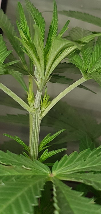 weed-420-2-148.thumb.jpg.36e54b6e021677e5fd719bfea2a9e376.jpg