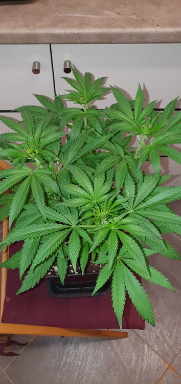 weed-420-2-149.thumb.jpg.c20b610888f2ddedc88ebad518fd7e0f.jpg