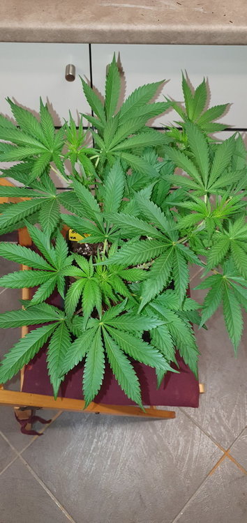 weed-420-2-150.thumb.jpg.cf4a04f5a4fb2d42c937cb001d801234.jpg