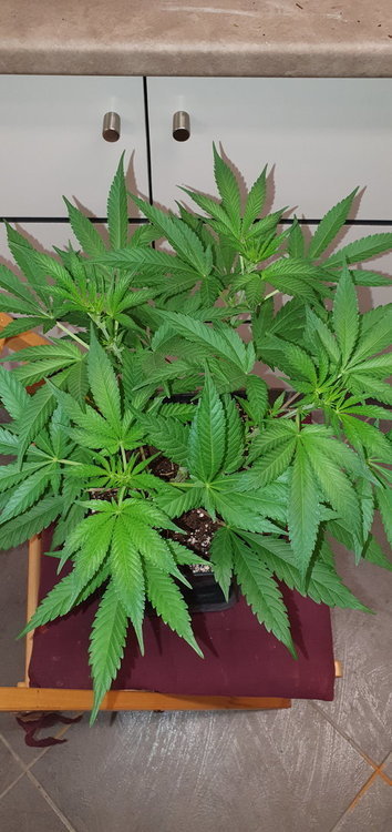 weed-420-2-151.thumb.jpg.aeeb0884f43f52b7985855664dc4a5a5.jpg