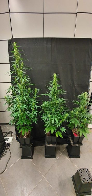weed-420-2-161.jpg