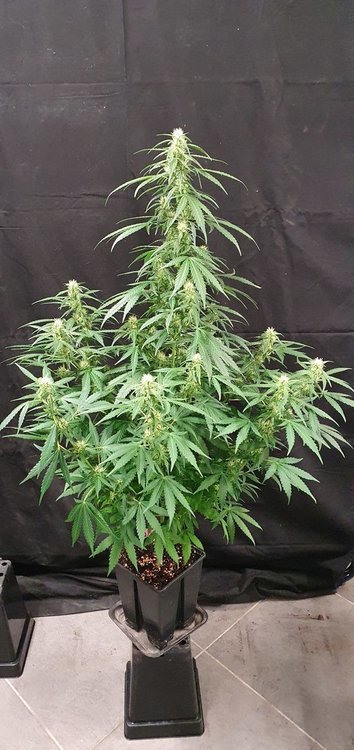 weed-420-2-168.jpg