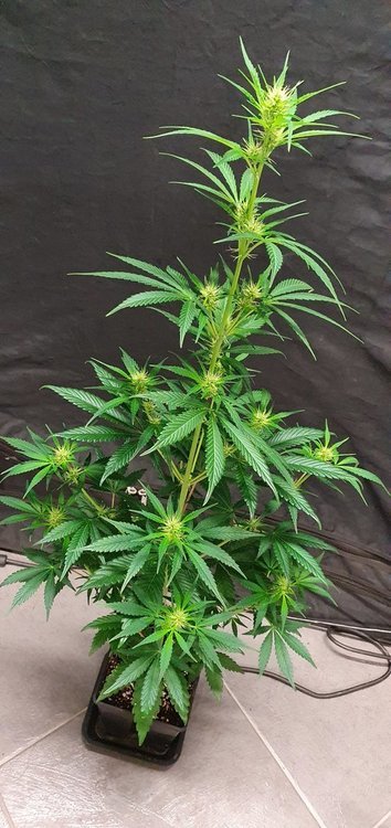 weed420-367.jpg
