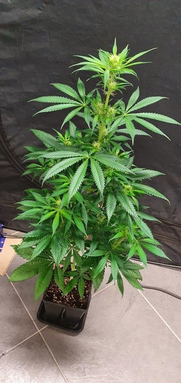 weed420-369.thumb.jpg.99f64e7f8fc5d651437c1cbd940d3b9d.jpg