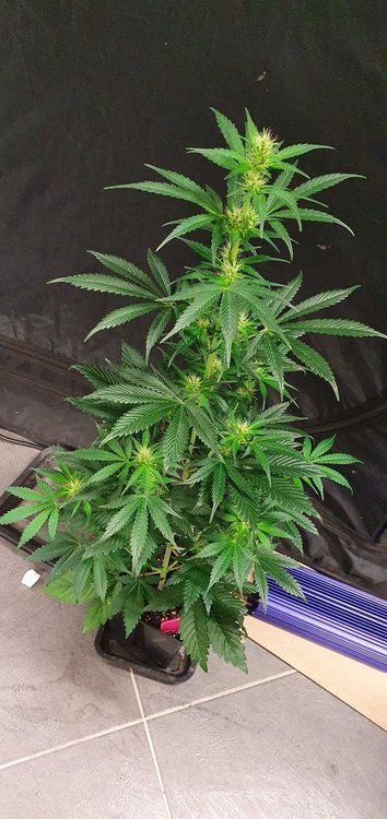weed420-371.jpg