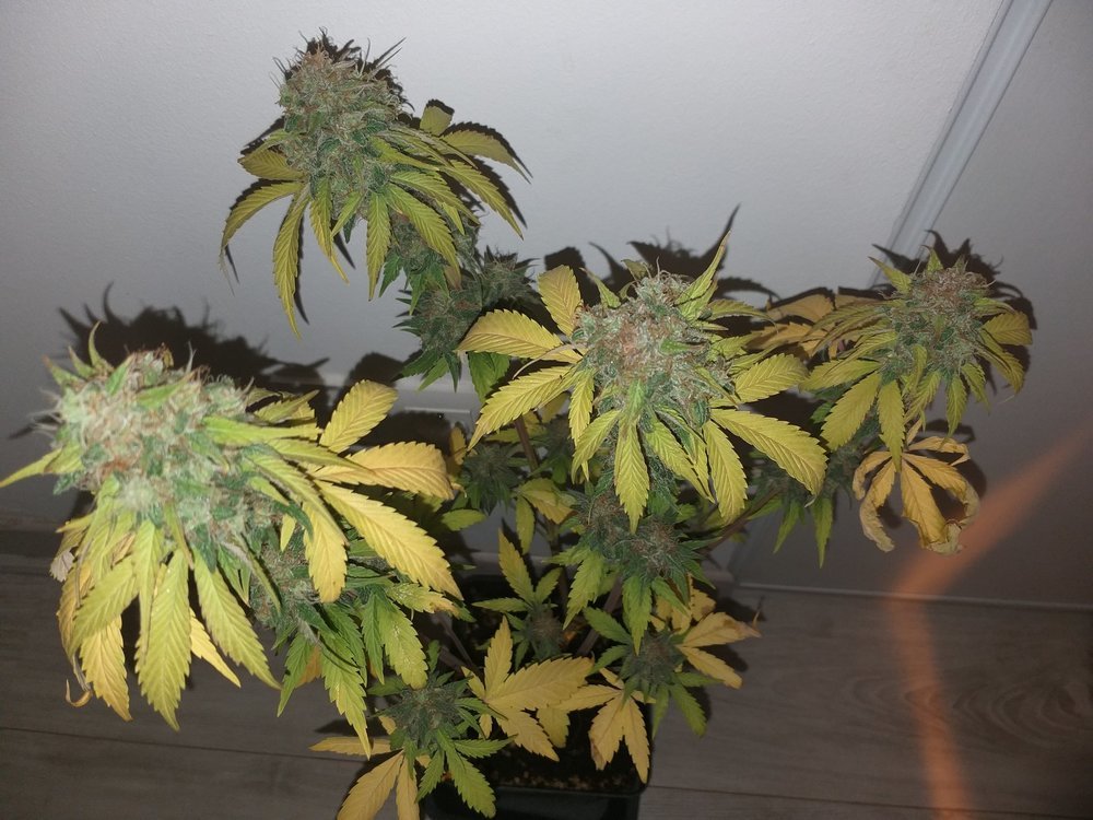 1009883190_PurePunchCBD(12).thumb.jpg.6fa7b156b7a854c9b7f11e45fd2d5ebe.jpg