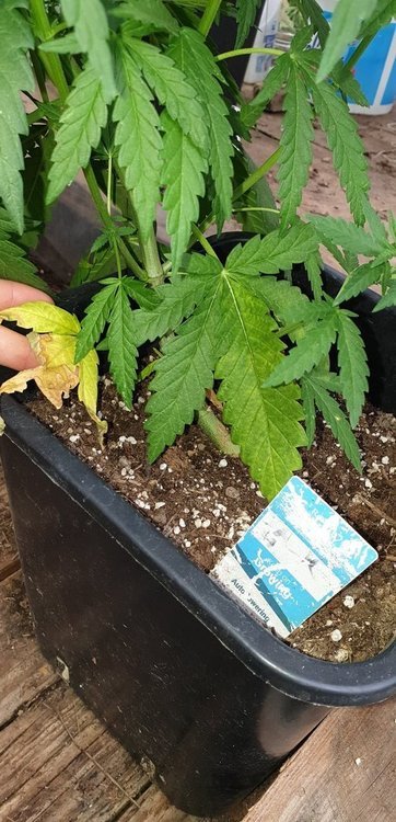 Green Crack.jpg