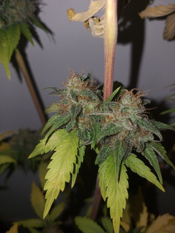 1354151984_PurePunchCBD(11).thumb.jpg.ad3ae5062b4de0ce296dc6b26f22408e.jpg
