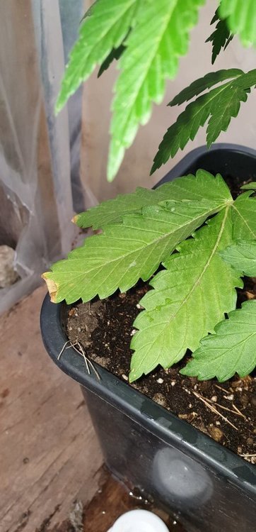 CA Indica.jpg