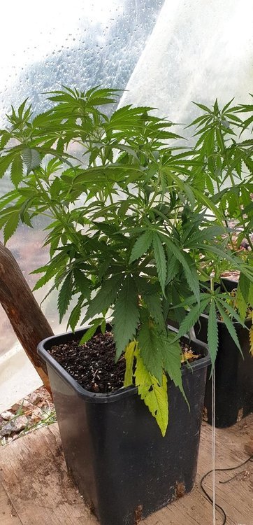 Gorilla Zkittlez.jpg