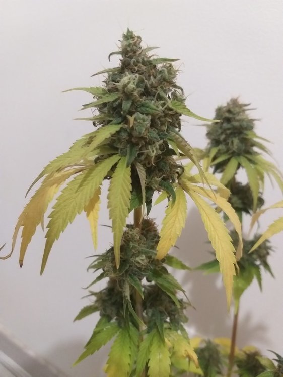 1827282425_PurePunchCBD(17).thumb.jpg.c2679c9727549f95850a32785c5e2404.jpg
